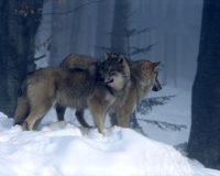 Два волка в зимнем лесу