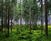 Деревья в лесу