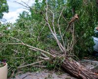 Шквалистый ветер повалил дерево